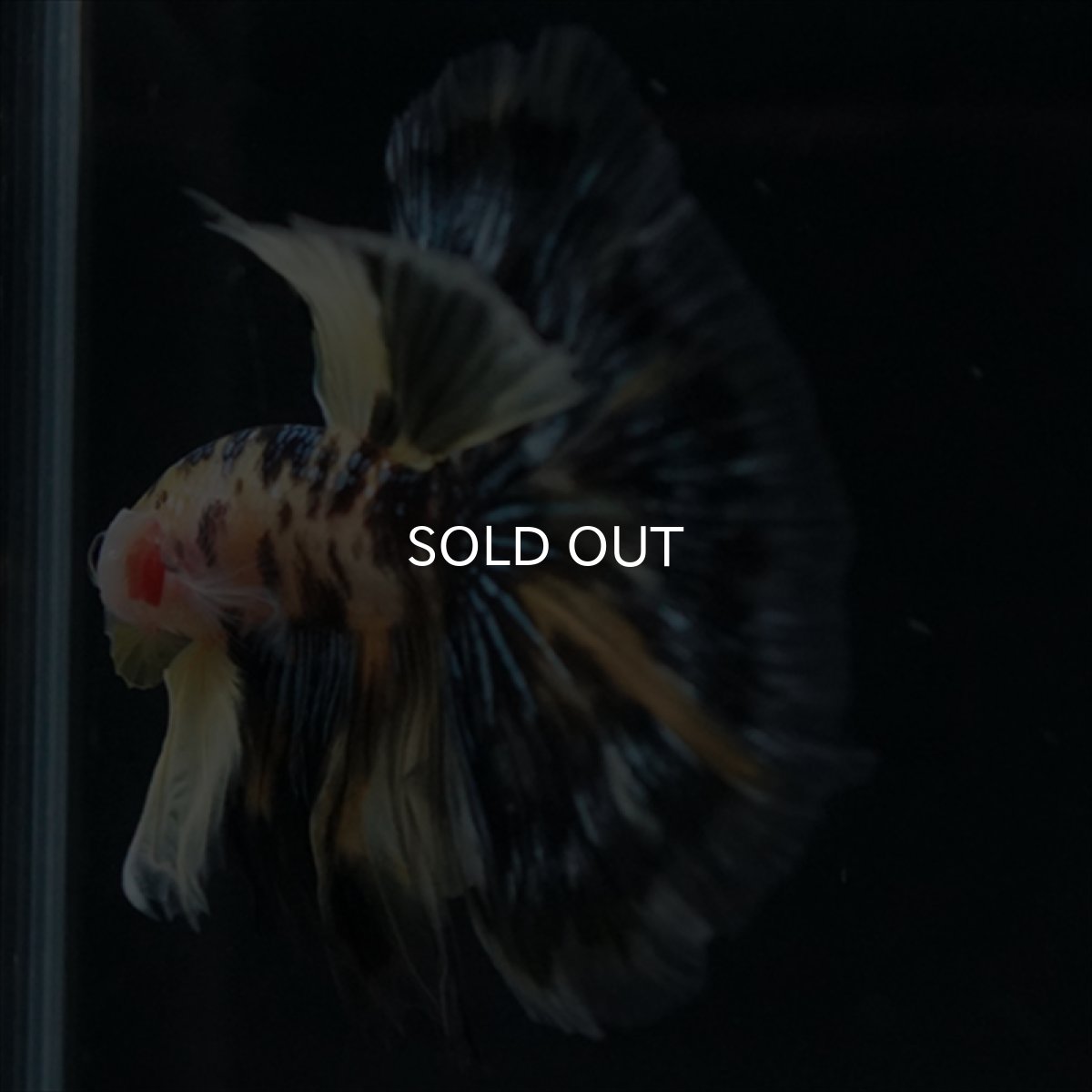 画像9: HM　イエロータイガー (9)