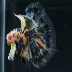 画像9: HM イエロータイガー (9)