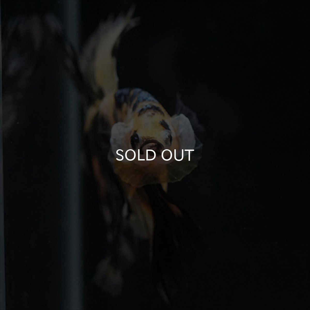 画像10: HM　イエロータイガー (10)