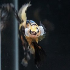 画像10: HM イエロータイガー (10)