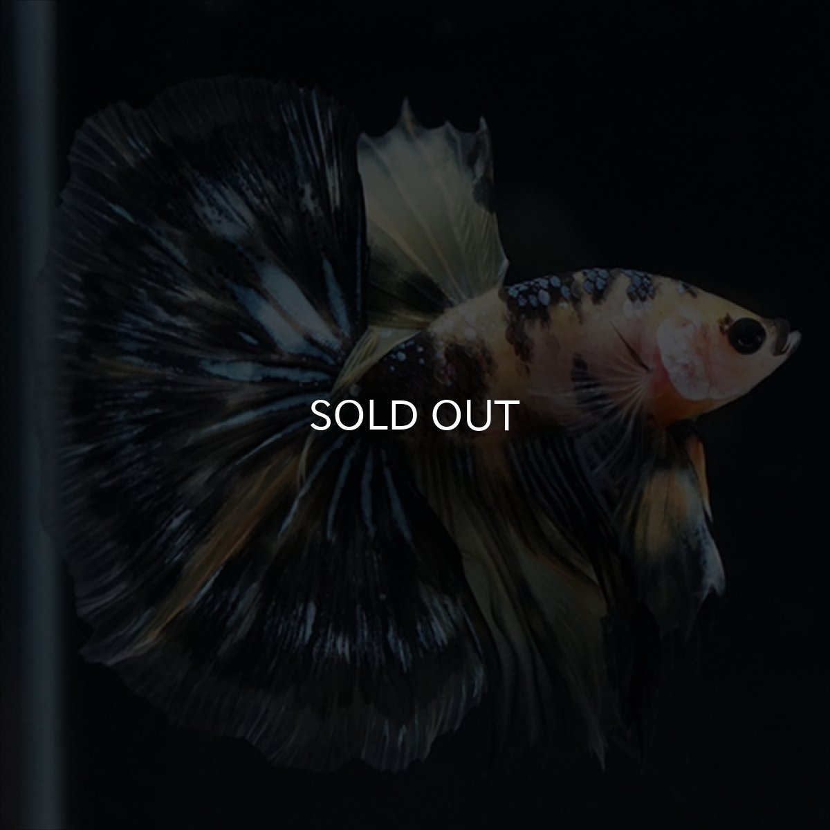 画像1: HM　イエロータイガー (1)