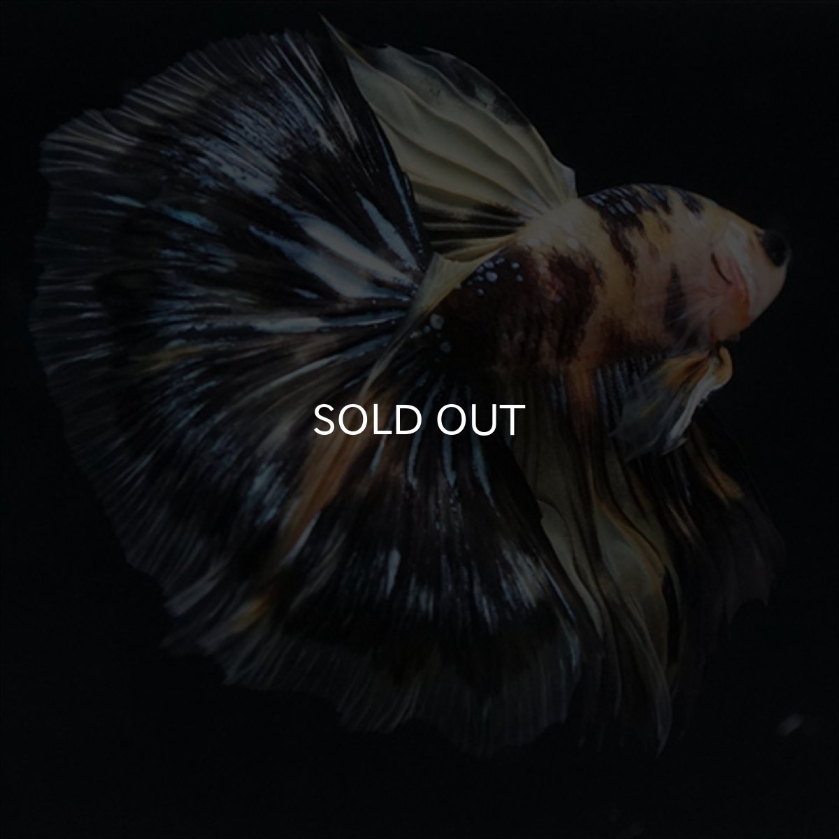 画像11: HM　イエロータイガー (11)