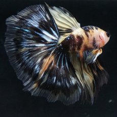 画像11: HM イエロータイガー (11)