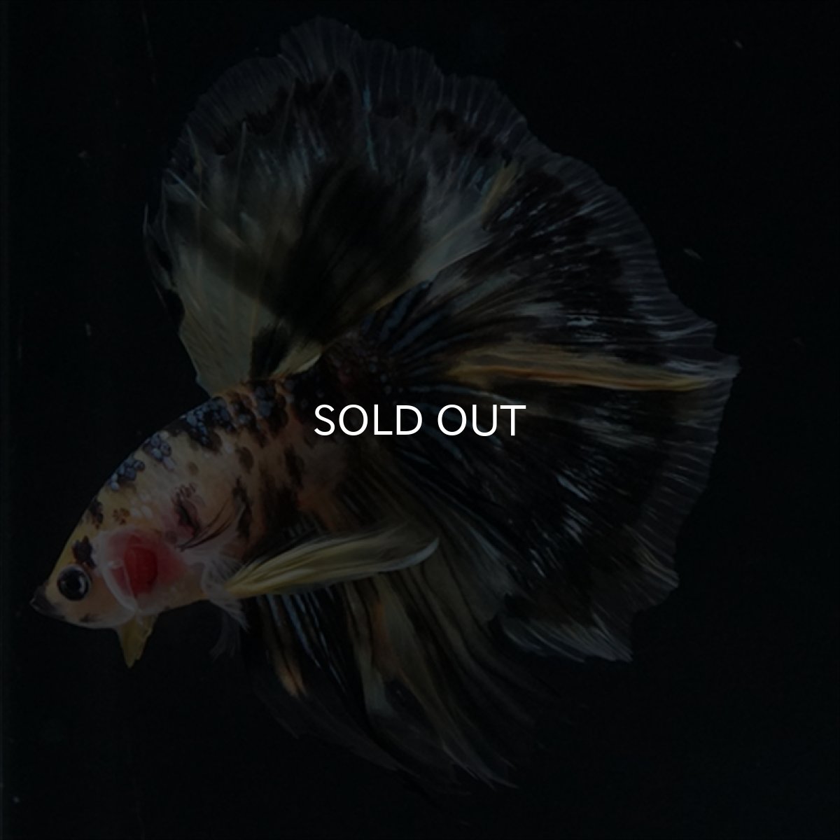 画像12: HM　イエロータイガー (12)