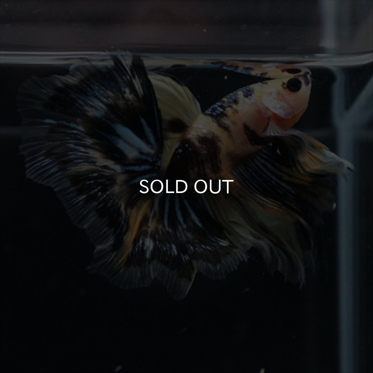 画像13: HM　イエロータイガー (13)