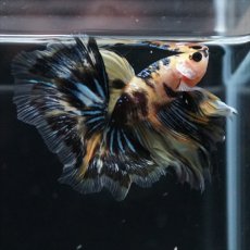 画像13: HM イエロータイガー (13)