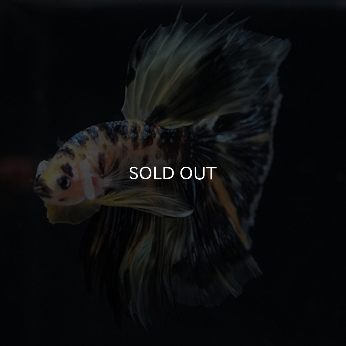 画像14: HM　イエロータイガー (14)