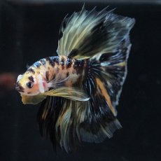 画像14: HM イエロータイガー (14)