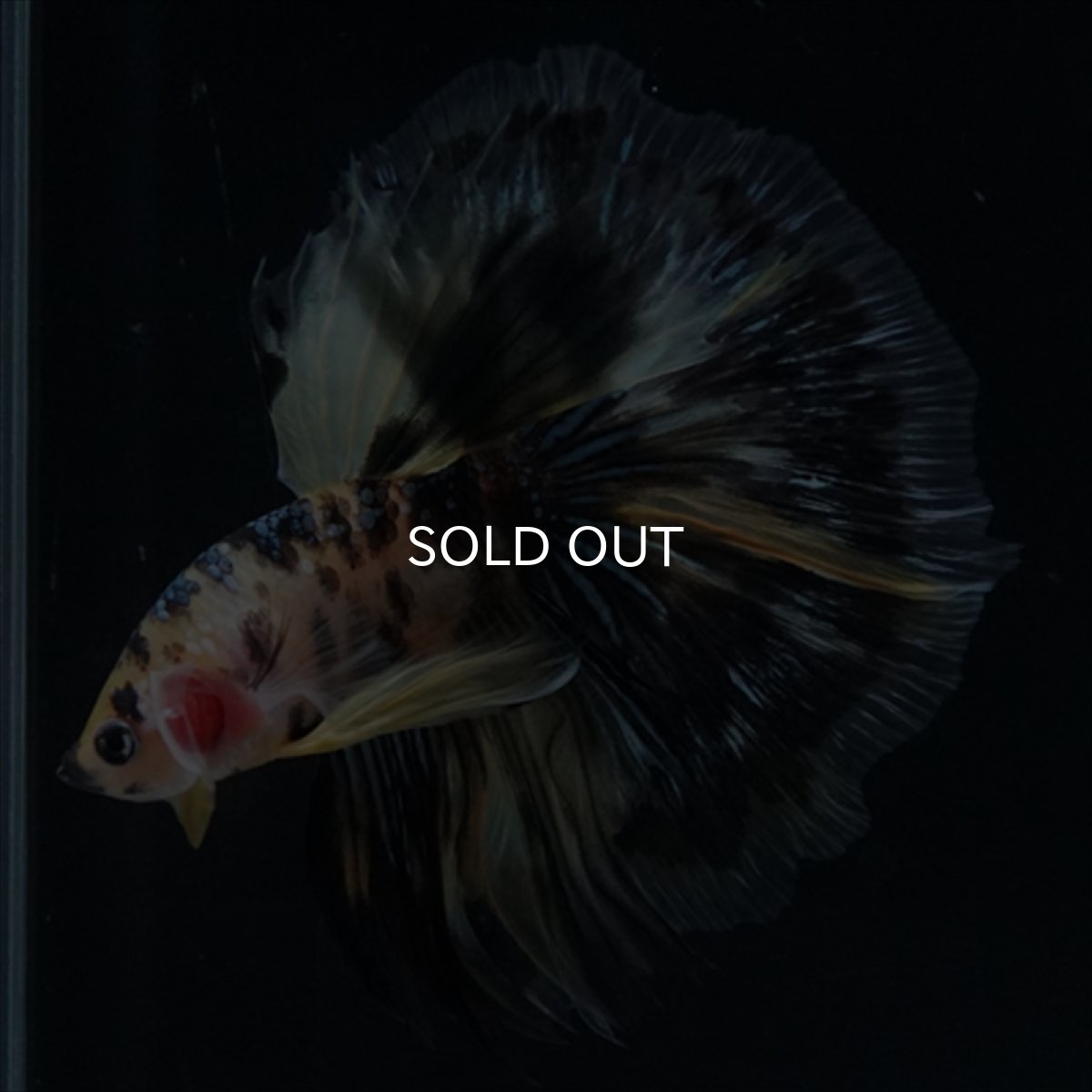 画像15: HM　イエロータイガー (15)