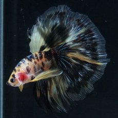 画像15: HM イエロータイガー (15)