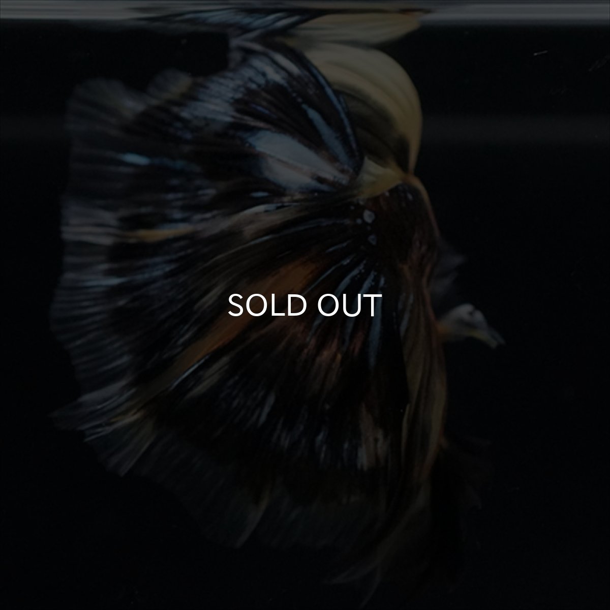 画像16: HM　イエロータイガー (16)