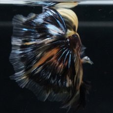 画像16: HM イエロータイガー (16)