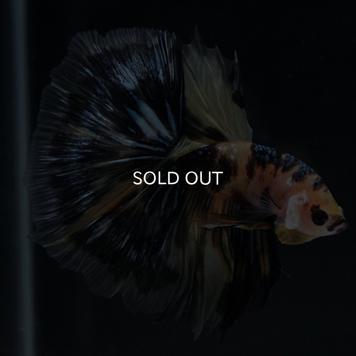 画像17: HM　イエロータイガー (17)