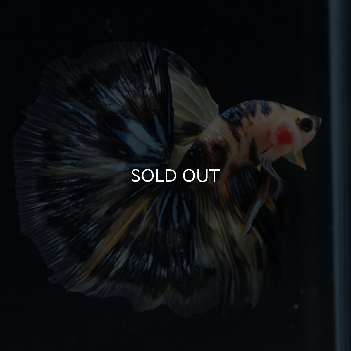 画像18: HM　イエロータイガー (18)