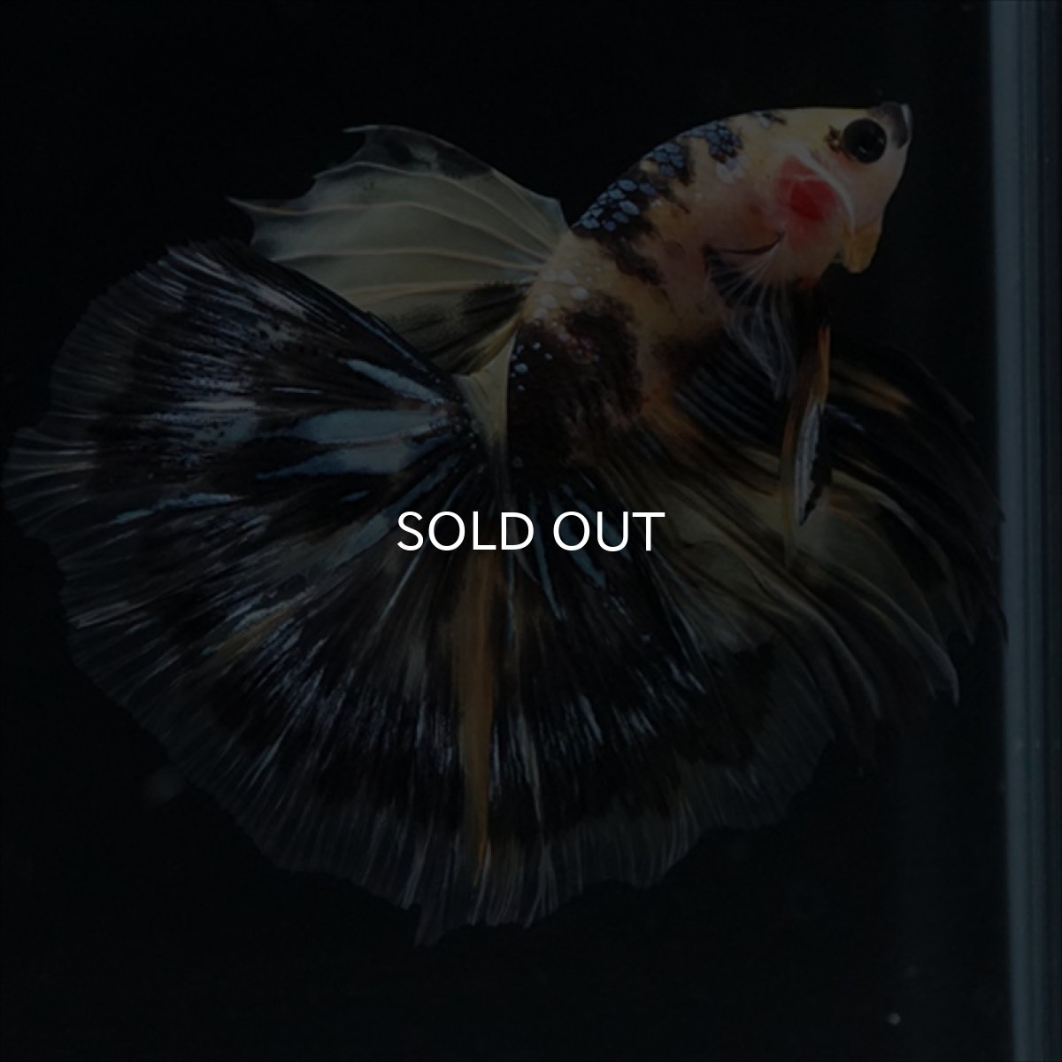 画像19: HM　イエロータイガー (19)