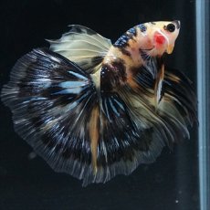 画像19: HM イエロータイガー (19)