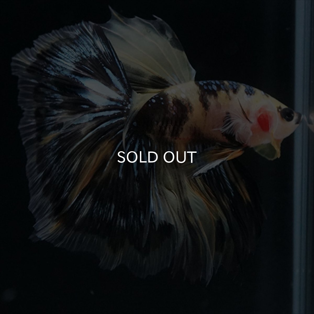 画像20: HM　イエロータイガー (20)