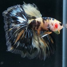 画像20: HM イエロータイガー (20)