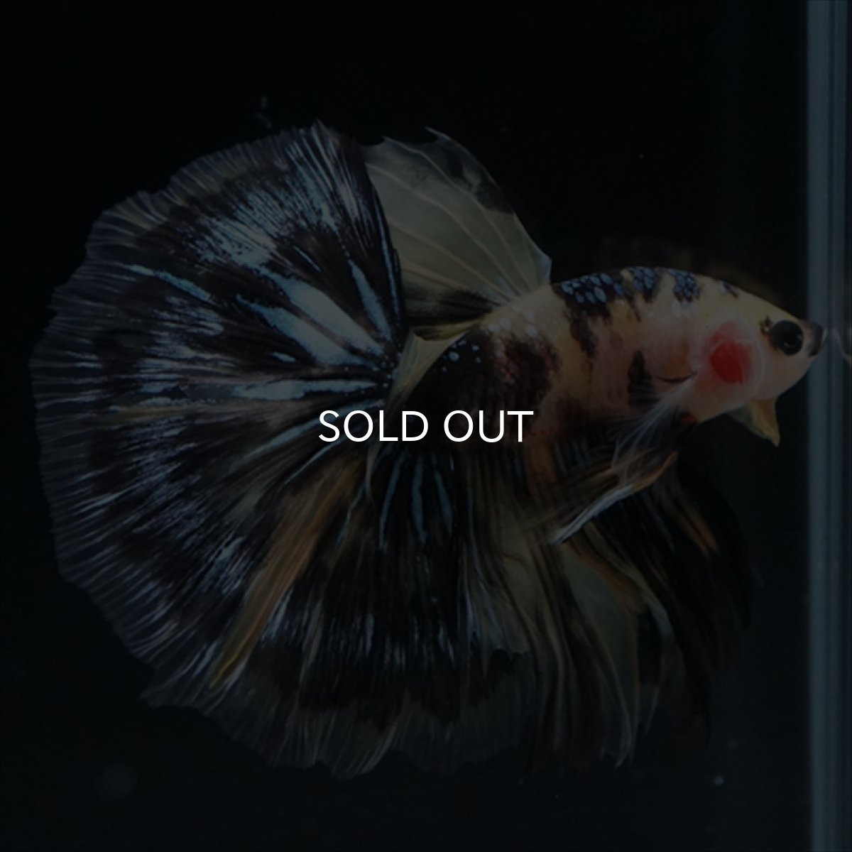 画像21: HM　イエロータイガー (21)