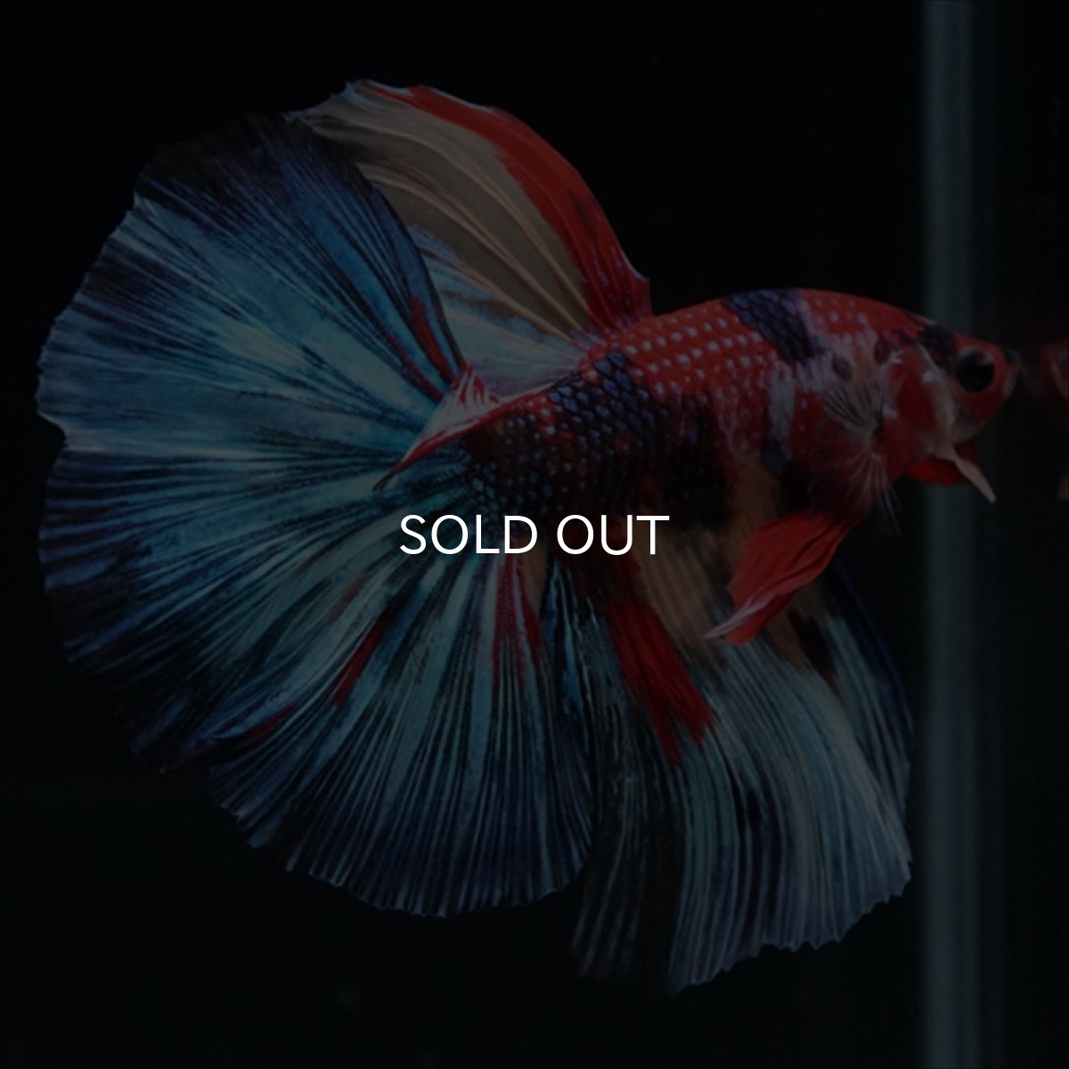 画像3: HM　キャンディ (3)