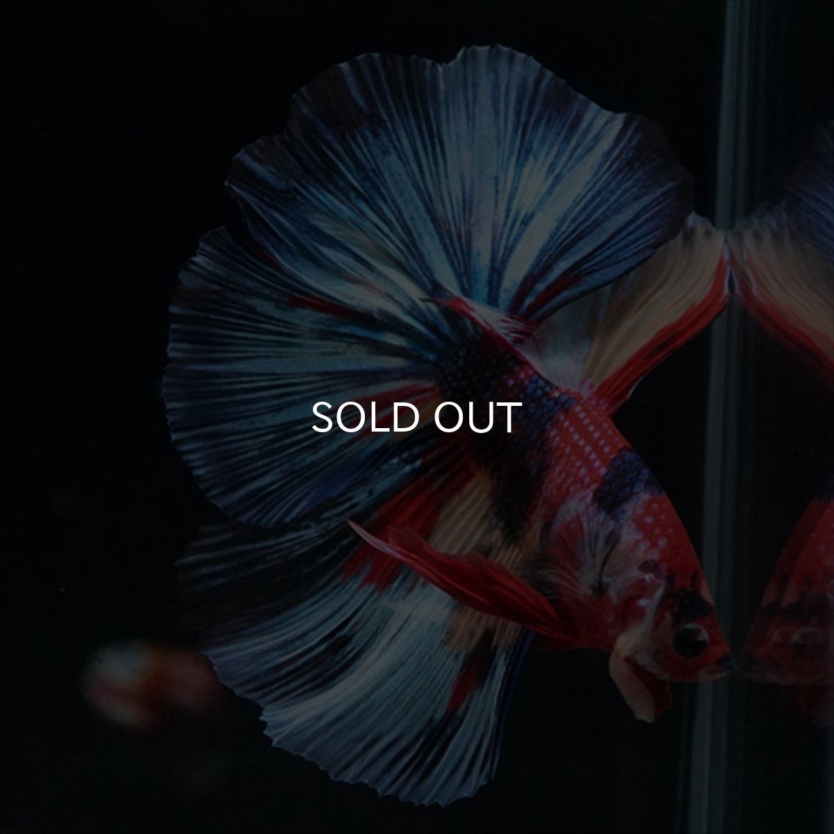 画像4: HM　キャンディ (4)