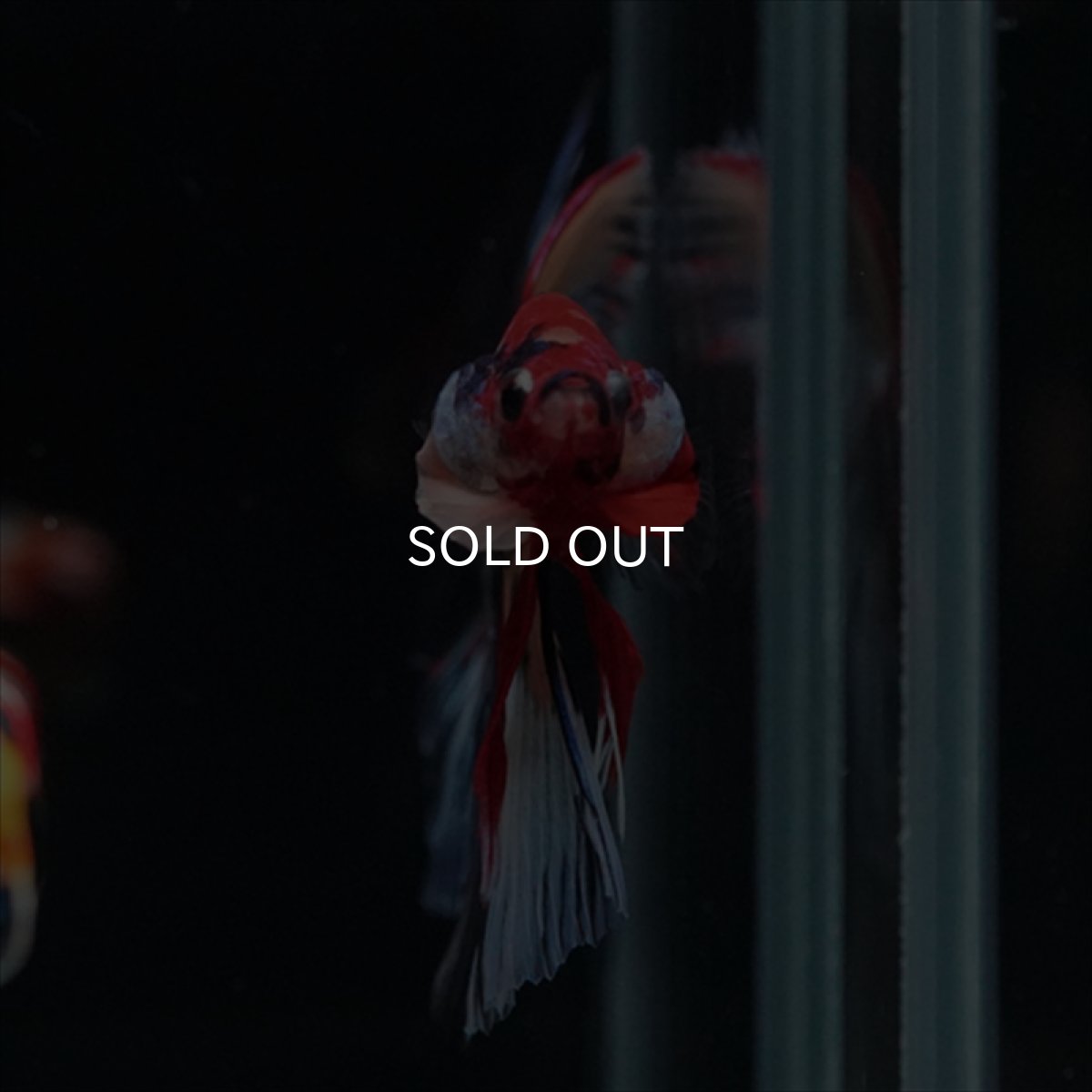 画像5: HM　キャンディ (5)