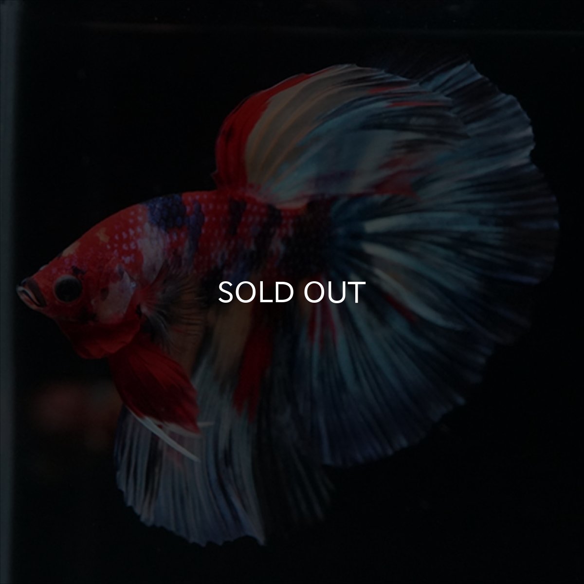 画像2: HM　キャンディ (2)