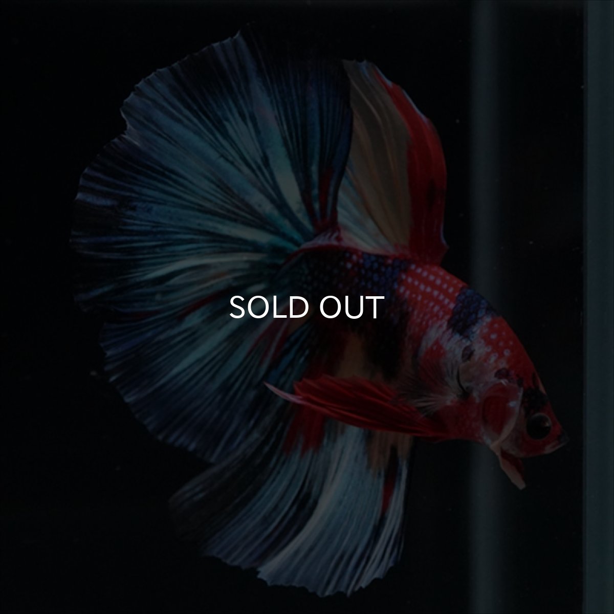 画像6: HM　キャンディ (6)