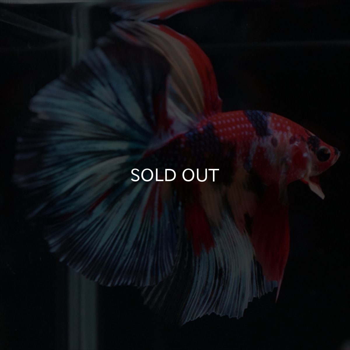 画像7: HM　キャンディ (7)