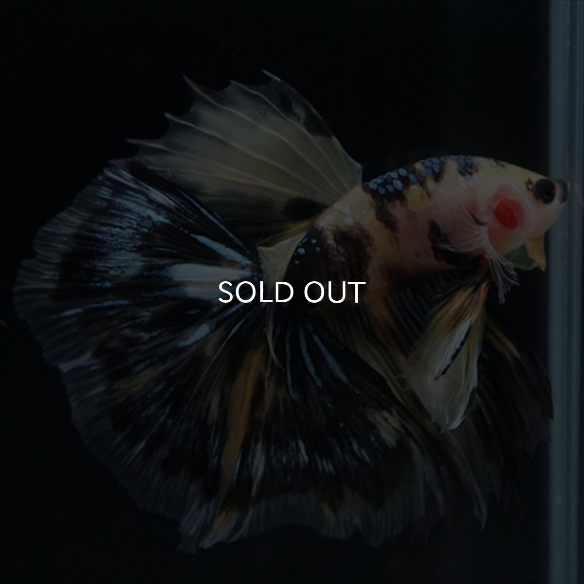 画像22: HM　イエロータイガー (22)