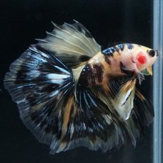 画像22: HM イエロータイガー (22)