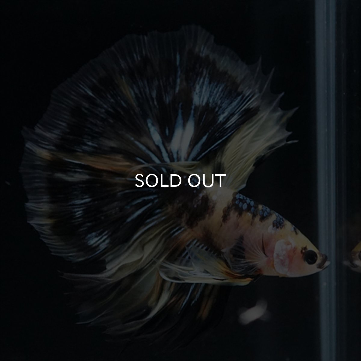 画像23: HM　イエロータイガー (23)