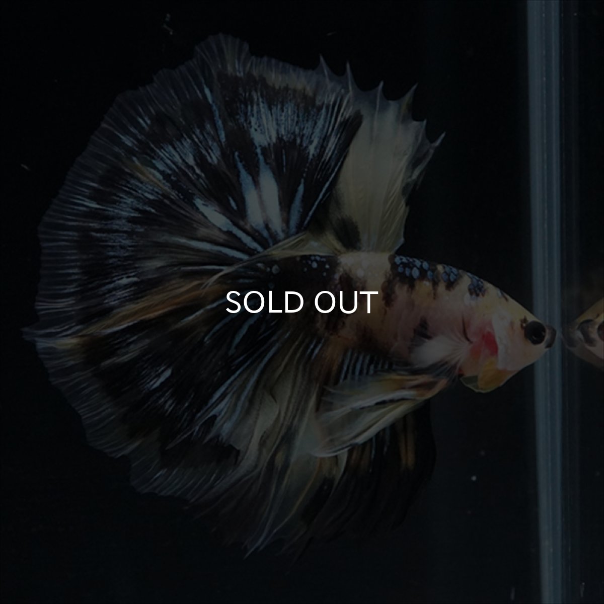 画像24: HM　イエロータイガー (24)