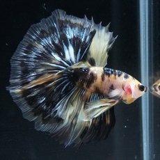 画像24: HM イエロータイガー (24)