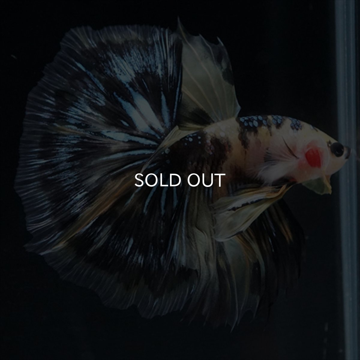 画像25: HM　イエロータイガー (25)