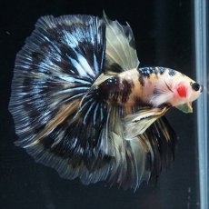 画像25: HM イエロータイガー (25)