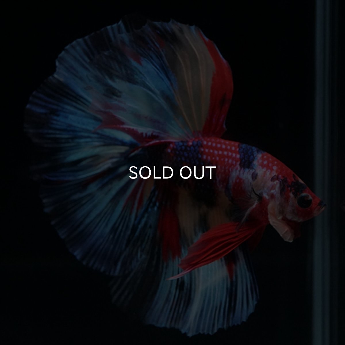 画像8: HM　キャンディ (8)