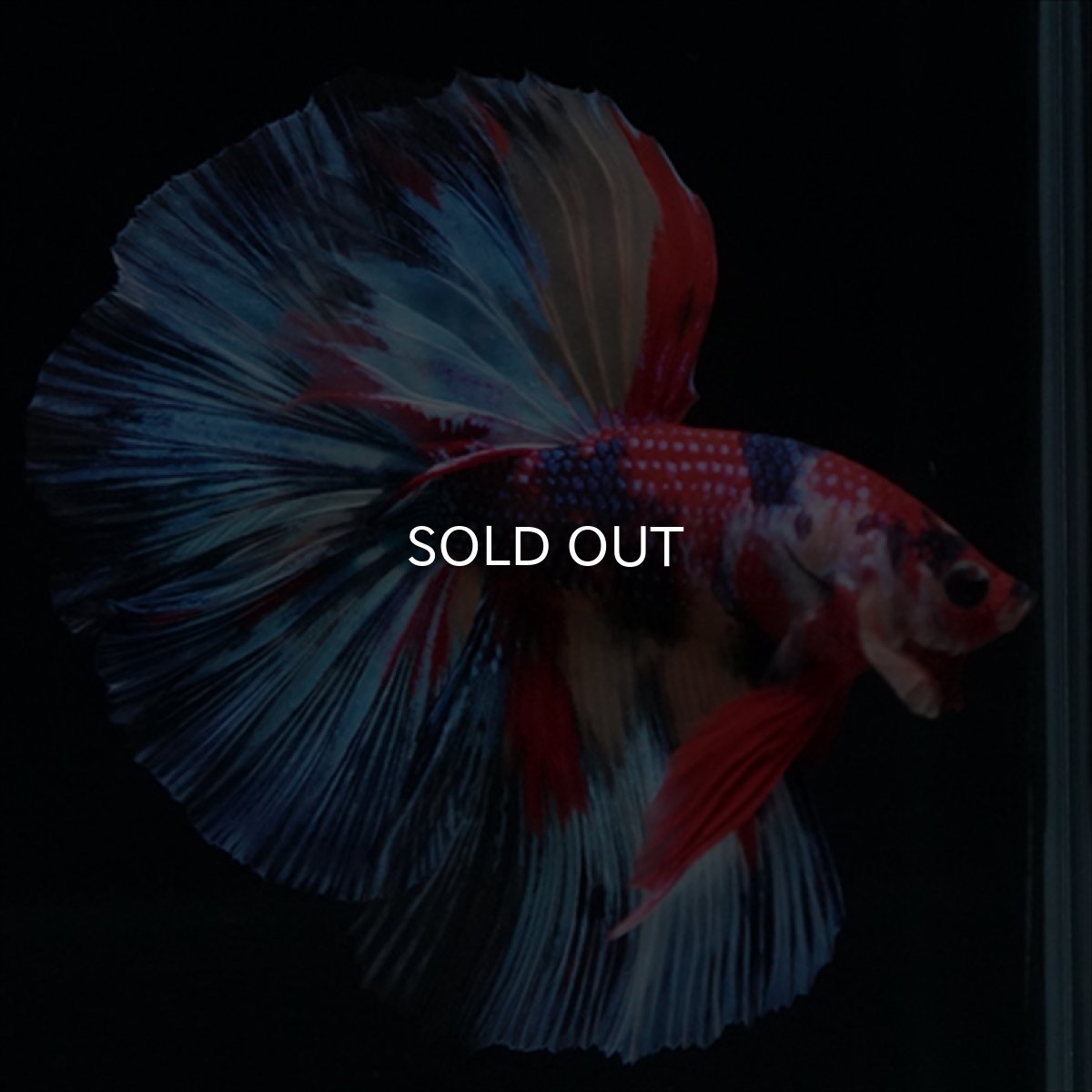 画像9: HM　キャンディ (9)