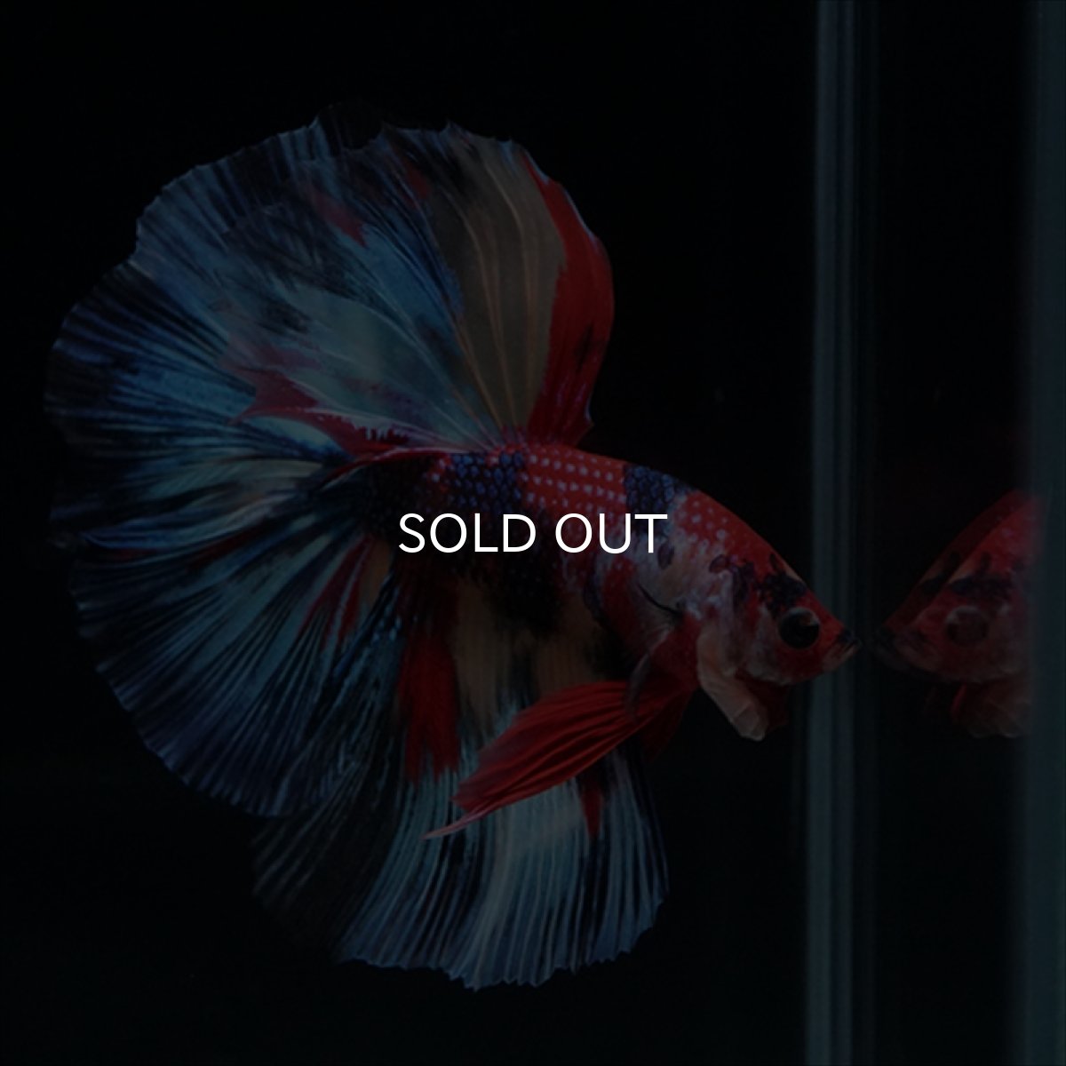 画像10: HM　キャンディ (10)