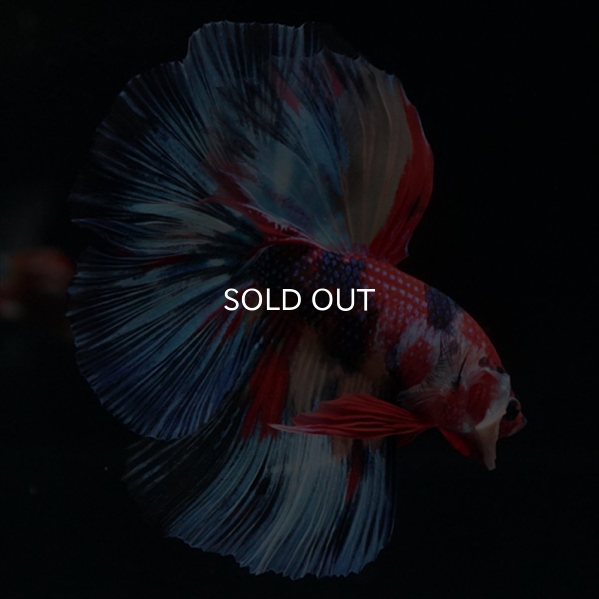 画像11: HM　キャンディ (11)