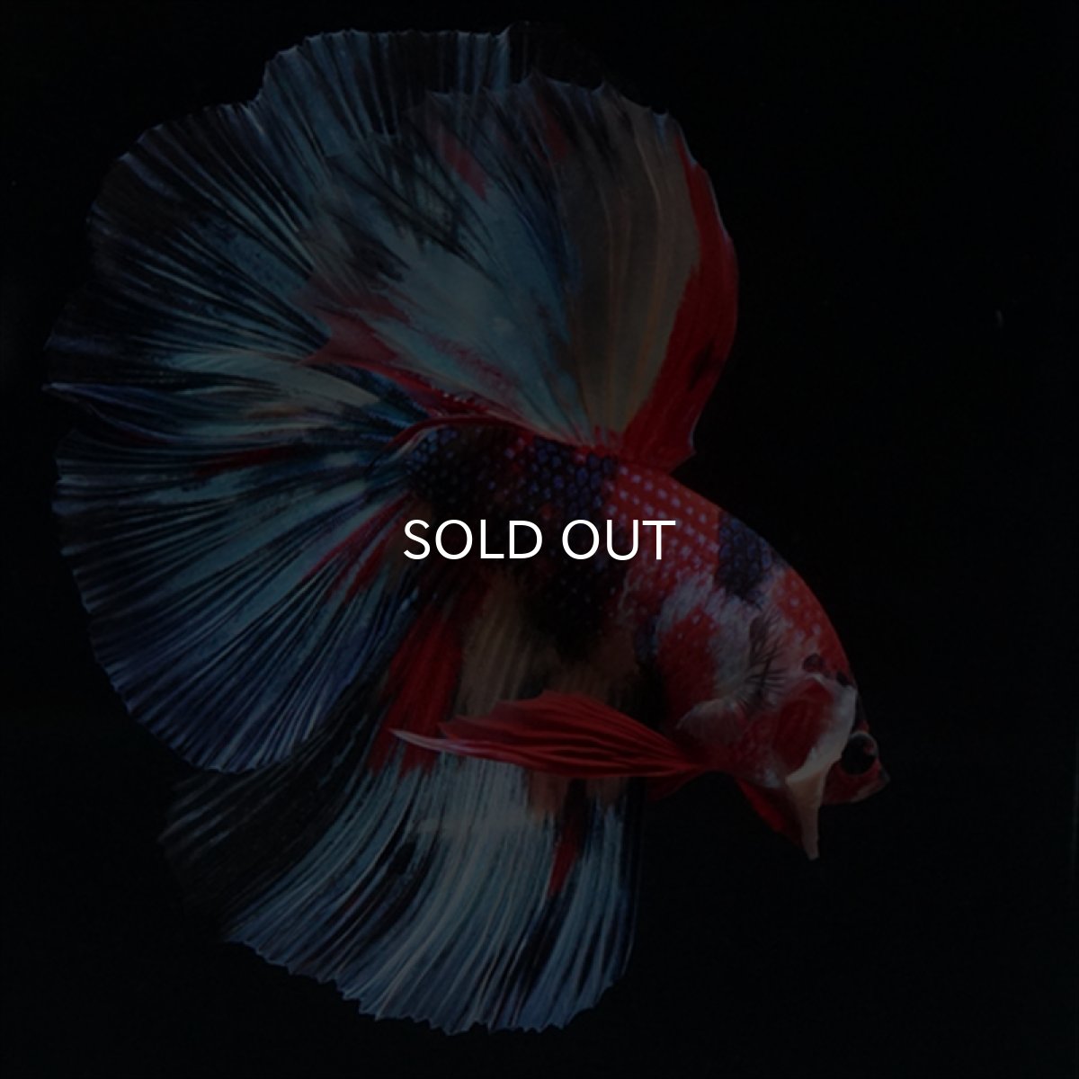 画像12: HM　キャンディ (12)