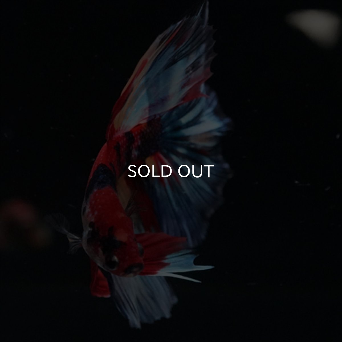 画像13: HM　キャンディ (13)