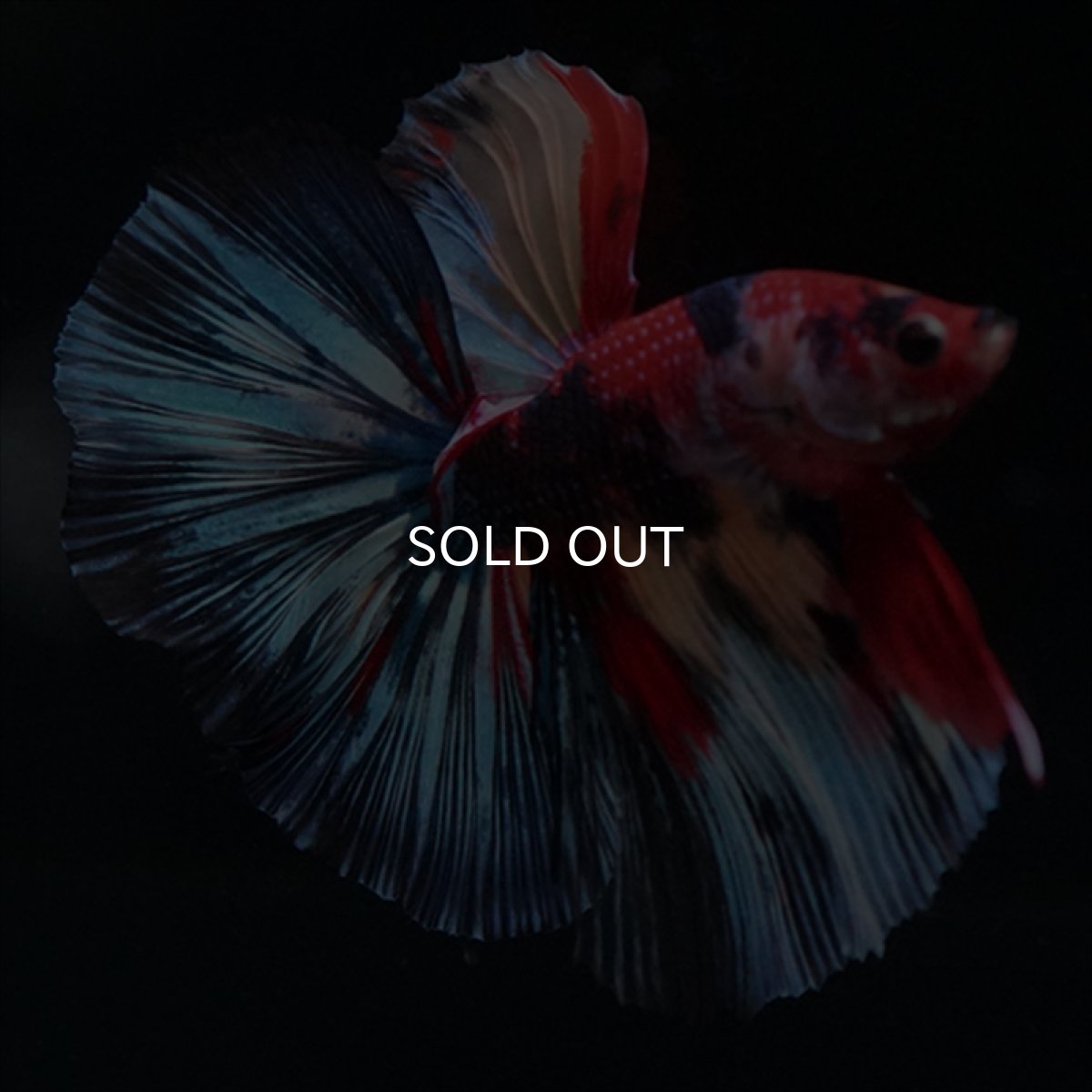 画像14: HM　キャンディ (14)