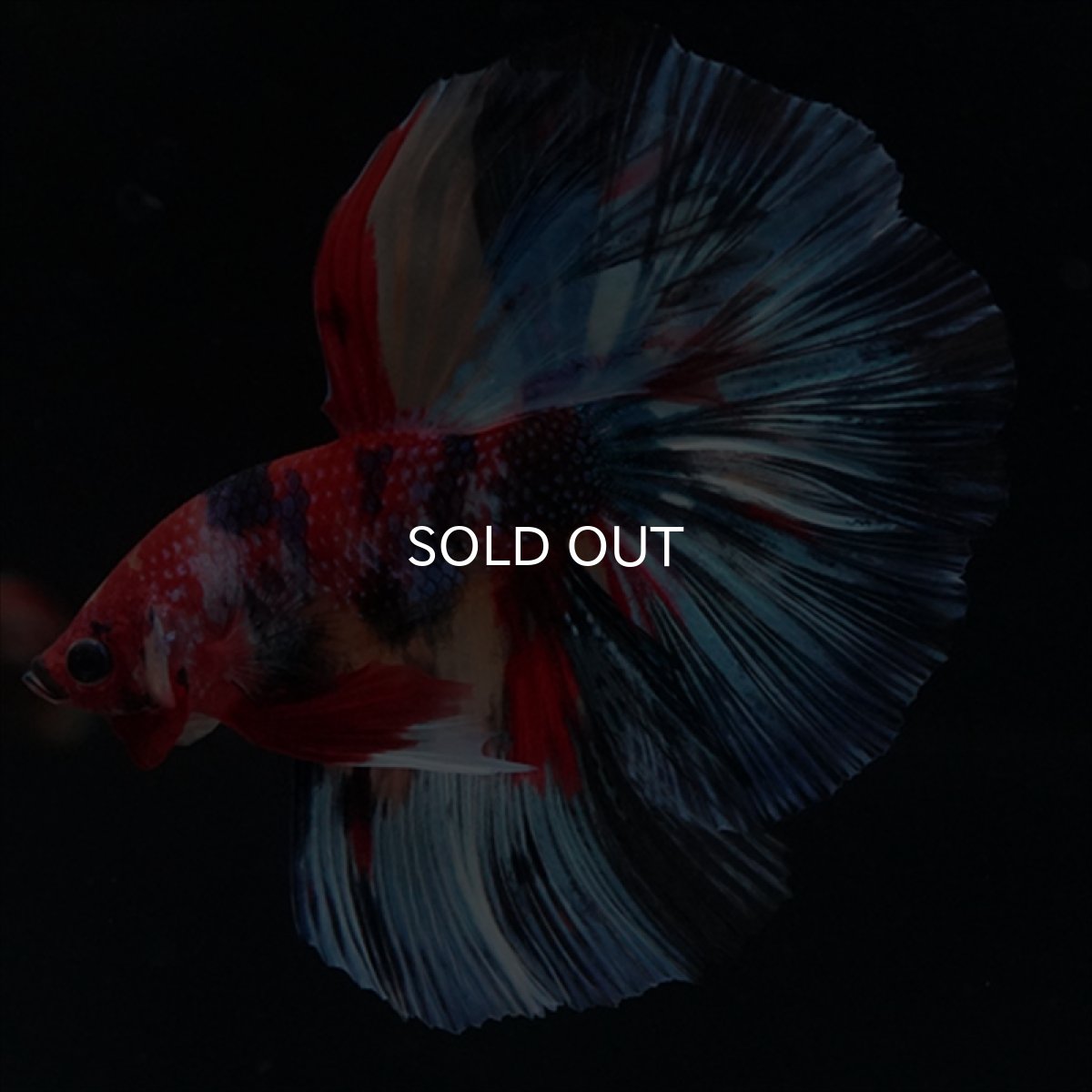 画像15: HM　キャンディ (15)