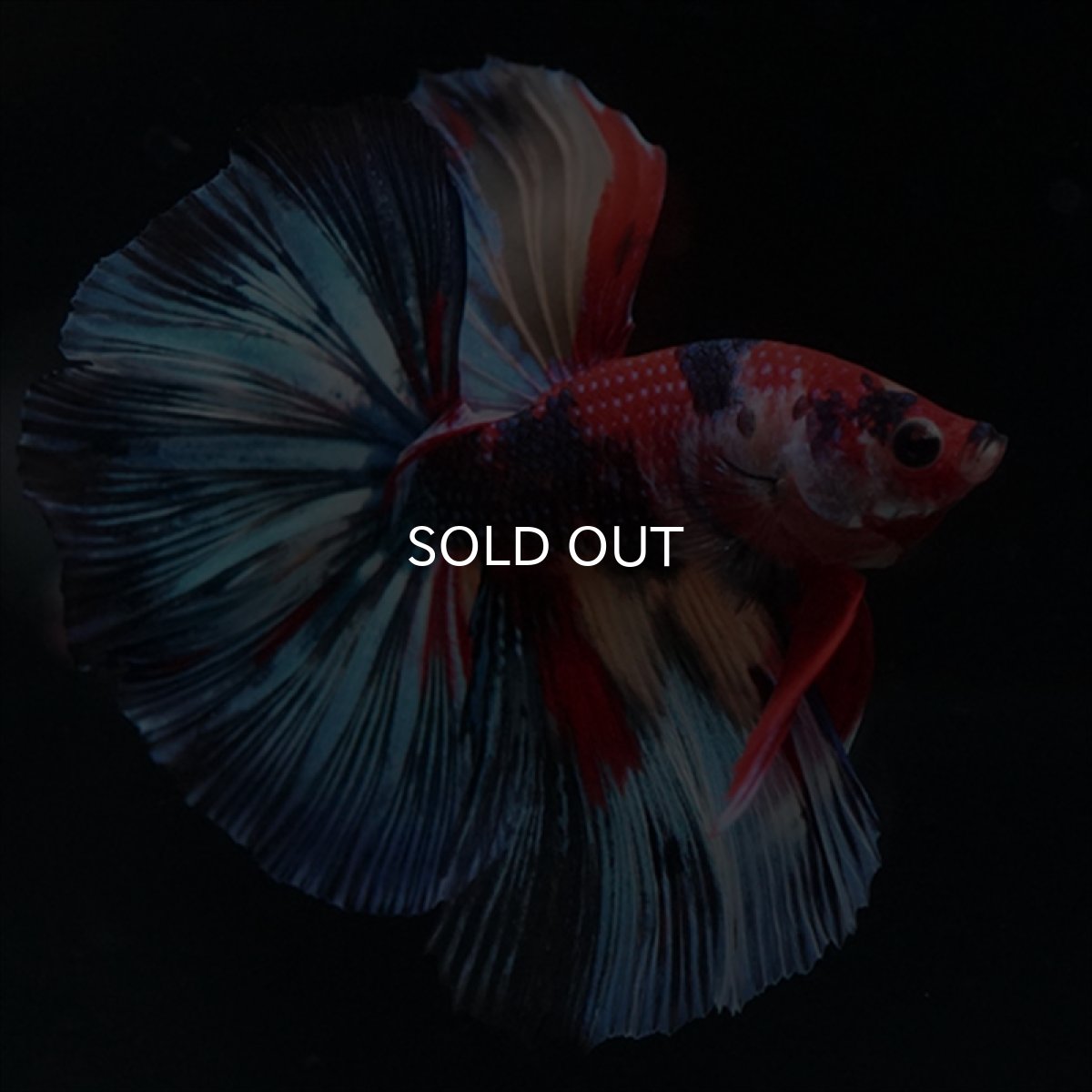 画像16: HM　キャンディ (16)