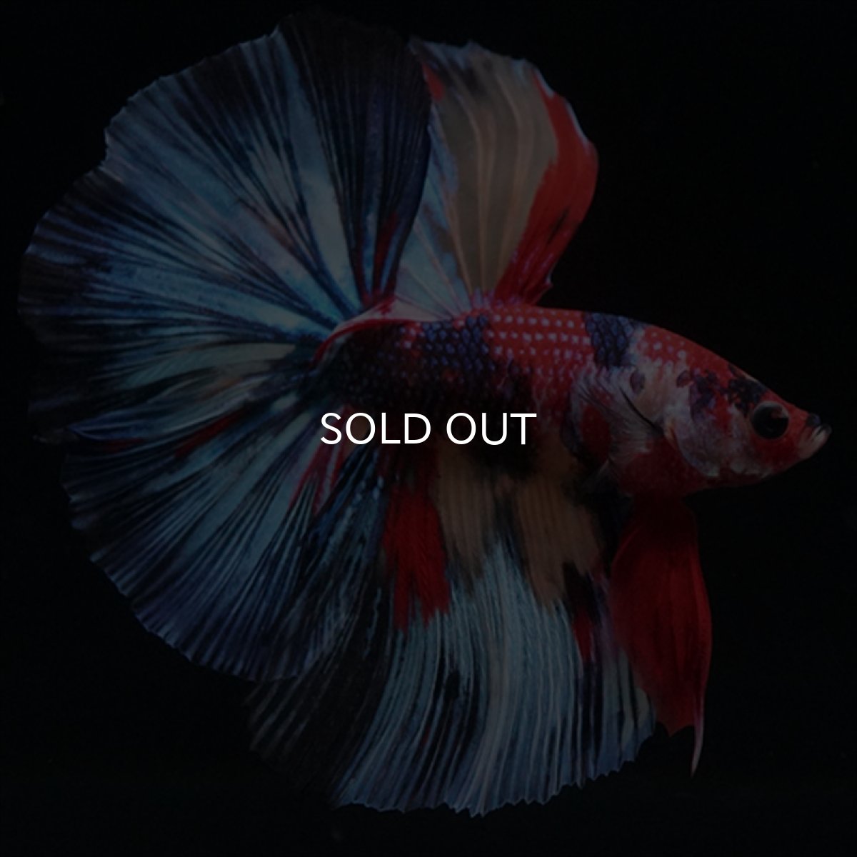 画像17: HM　キャンディ (17)