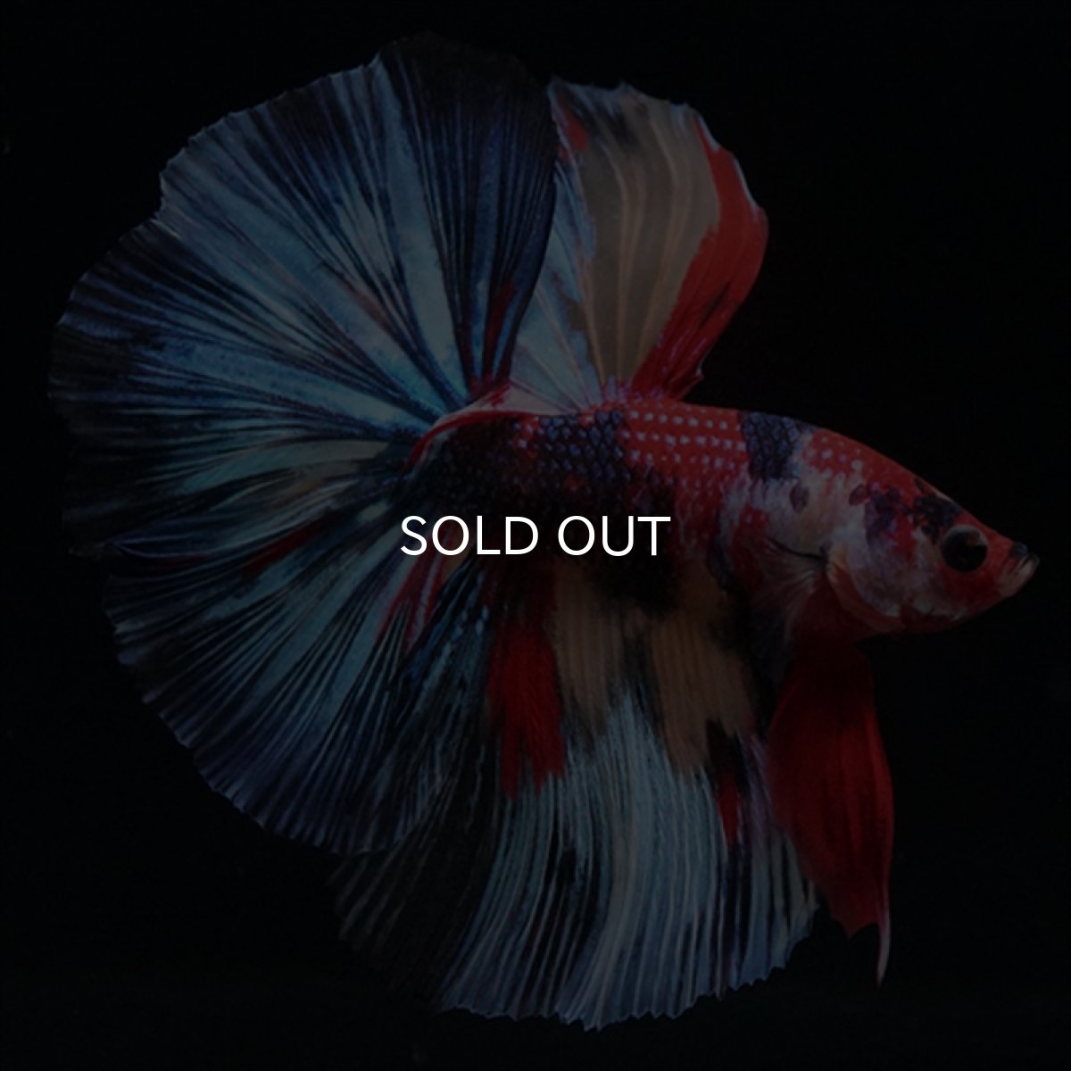 画像1: HM　キャンディ (1)