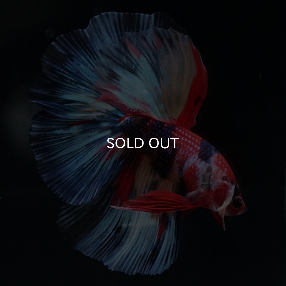 画像18: HM　キャンディ (18)