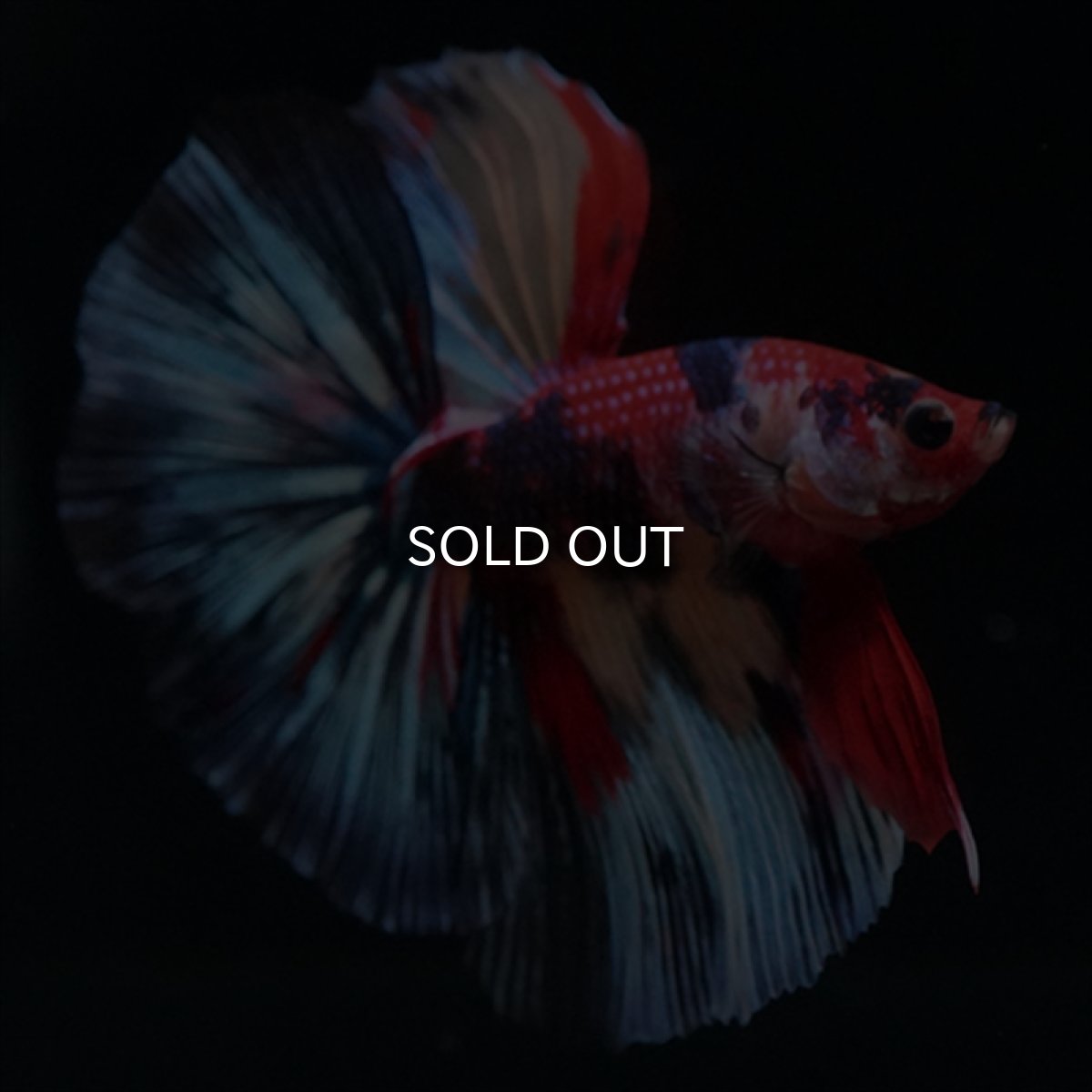 画像19: HM　キャンディ (19)