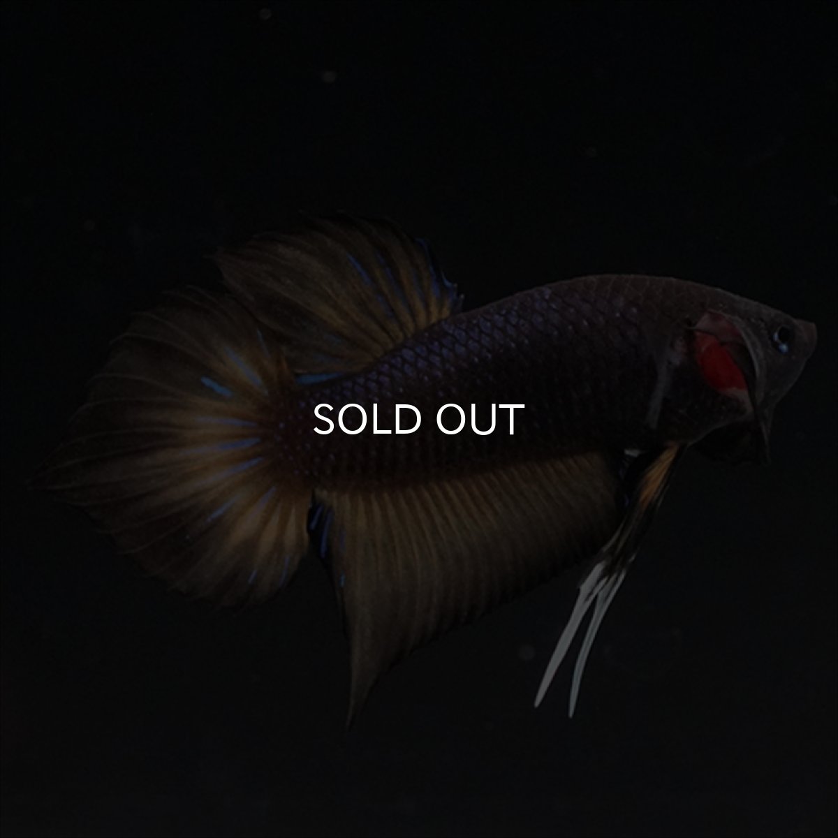 画像10: ワイルドハイブリッド　マスタード　♂のみ (10)